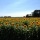 Sunflower fields forever...